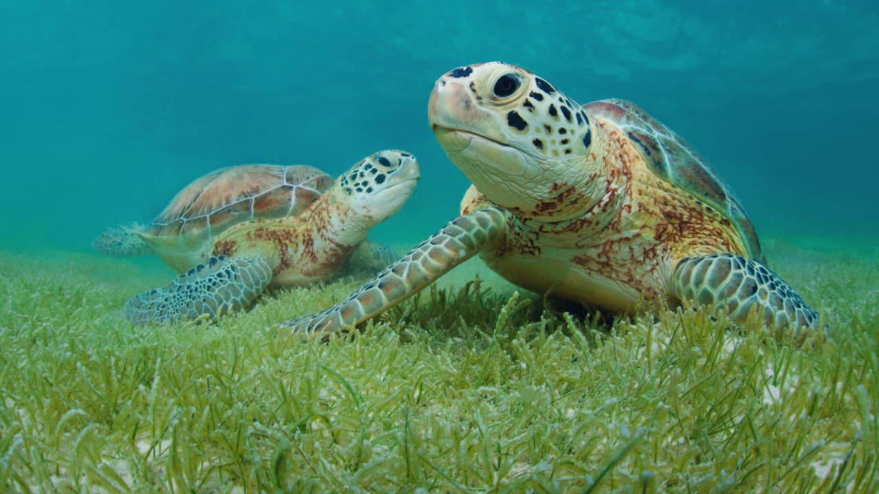 Green Sea Turtles Have Been Eating From The Same ‘Sea Grass Restaurant’ For Thousands Of Years |  Animals