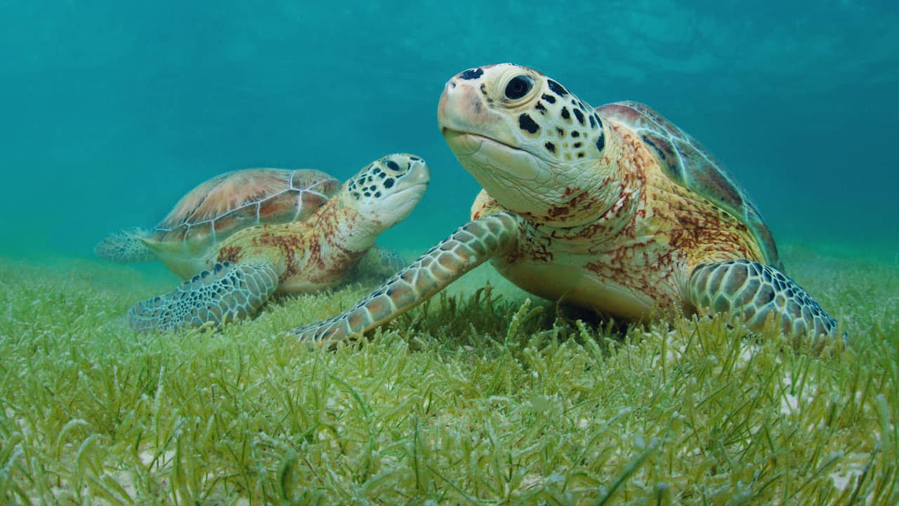 Le tartarughe marine verdi mangiano nello stesso “ristorante di alghe” da migliaia di anni |  gli animali