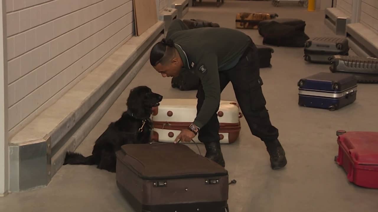 Beeld uit video: Speurhond Jacky naar Bonaire om dieren in bagage op te sporen