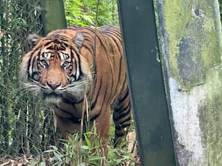 Diergaarde Blijdorp verwelkomt eerste van twee zeldzame Sumatraanse tijgers