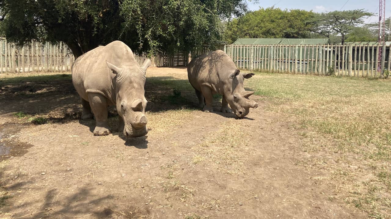 Il riuscito tentativo di inseminazione artificiale offre speranza ai rinoceronti in via di estinzione |  gli animali