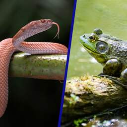 Agressieve kikker en slang kostten de wereld samen al zo'n 16 miljard euro