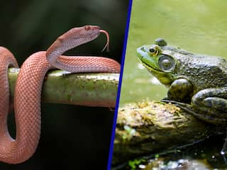 Agressieve kikker en slang kostten de wereld samen al zo'n 16 miljard euro
