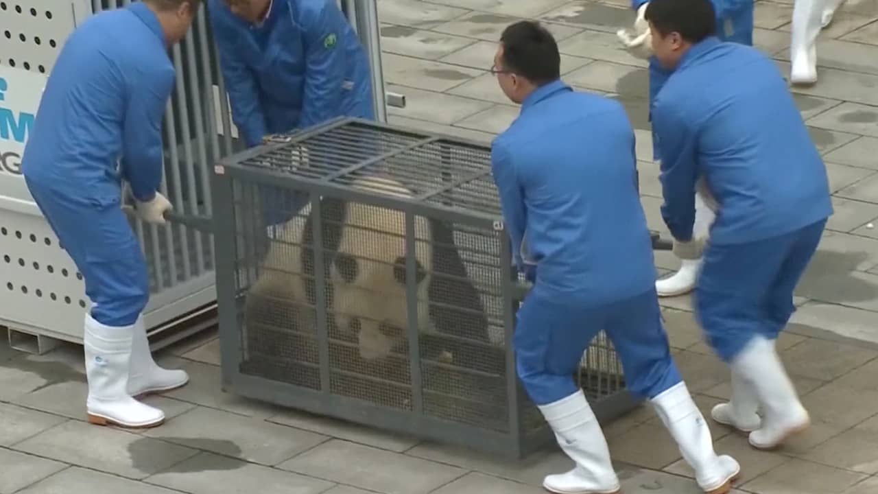 Beeld uit video: Chinese panda's klaar voor vertrek naar Nederland