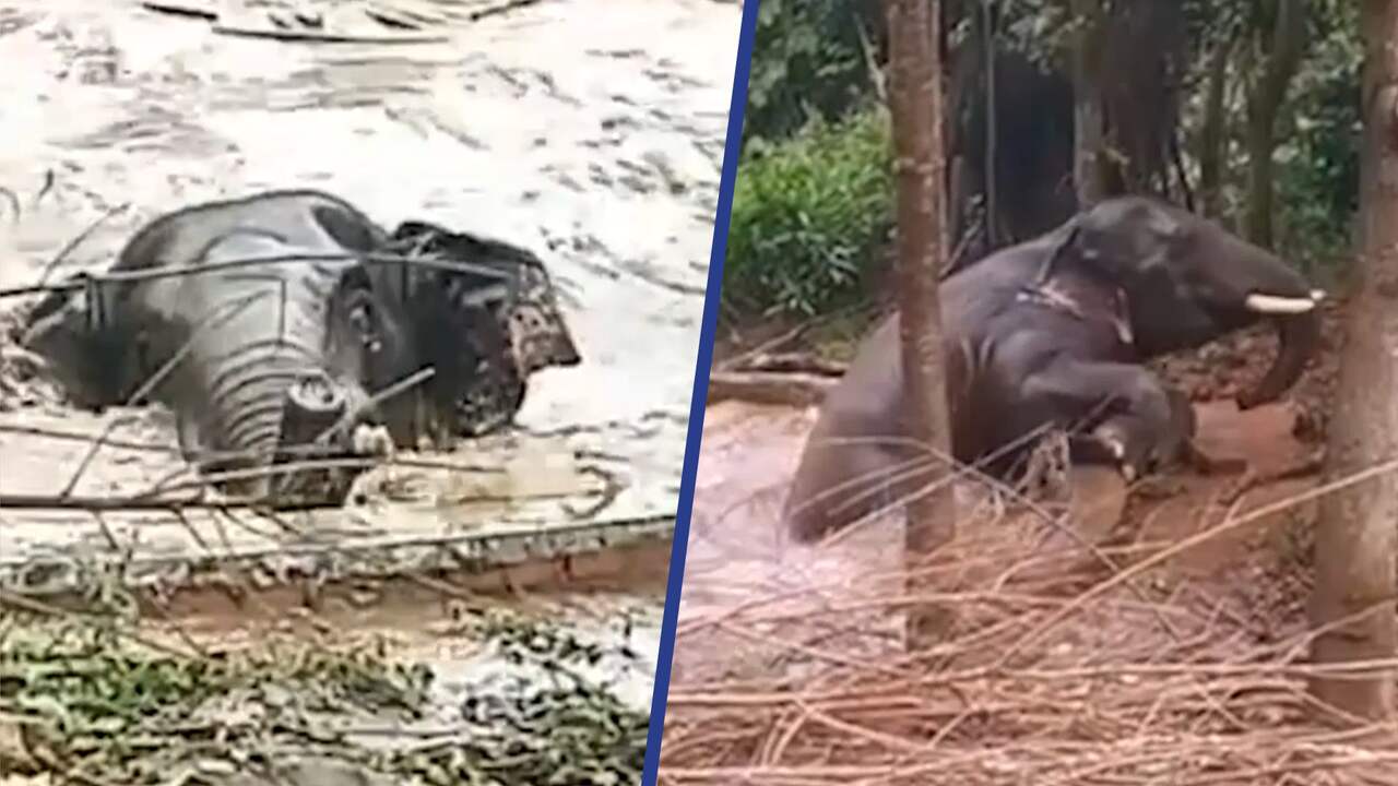 Beeld uit video: Olifant uit diepe Chinese vijver gered