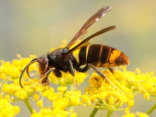 Waarom is bestrijding van de Aziatische hoornaar eigenlijk nodig?