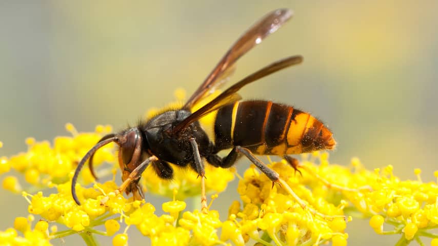 Waarom is bestrijding van de Aziatische hoornaar eigenlijk nodig?