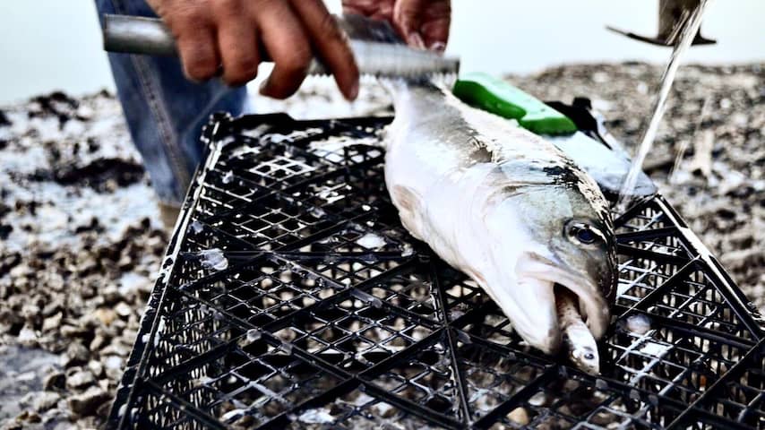 RIVM adviseert zo min mogelijk vis uit Westerschelde te eten wegens chemicaliën