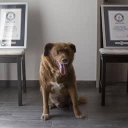 Guinness World Records onverbiddelijk: Bobi krijgt titel oudste hond ooit niet terug