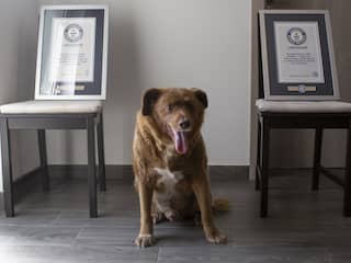 Guinness World Records onverbiddelijk: Bobi krijgt titel oudste hond ooit niet terug