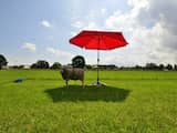 Extreme zomerhitte in Nederland neemt veel sneller toe dan verwacht