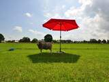 Extreme zomerhitte in Nederland neemt veel sneller toe dan verwacht