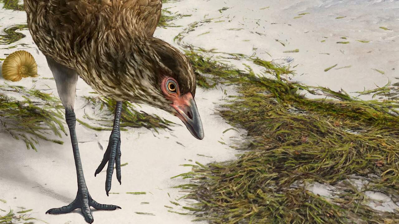 Bij Maastricht gevonden fossiel blijkt oudste van moderne vogel te zijn