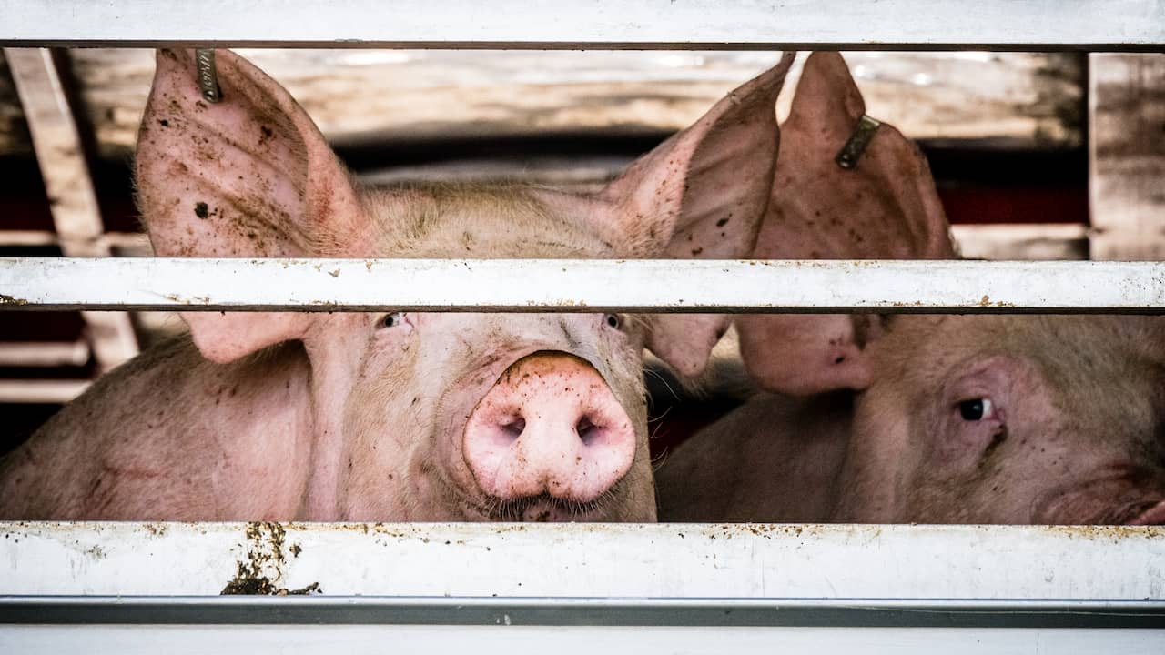 Dozens of pigs fall into slurry pit for unknown reasons, number dead |  NOW