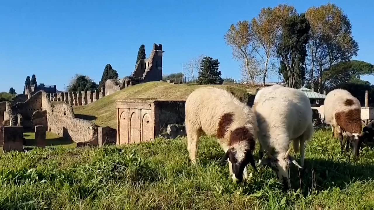 Beeld uit video: Schapen bij Pompeï voorkomen dat ruïnes overwoekeren