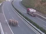 Bewakingscamera filmt kudde olifanten op Chinese snelweg