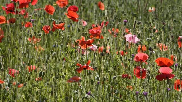 Onderdeel van het Deltaplan Biodiversiteitsherstel is de beoogde terugkeer van weidebloemen in grasland en akkerbloemen langs graanvelden.