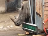 Neushoorn