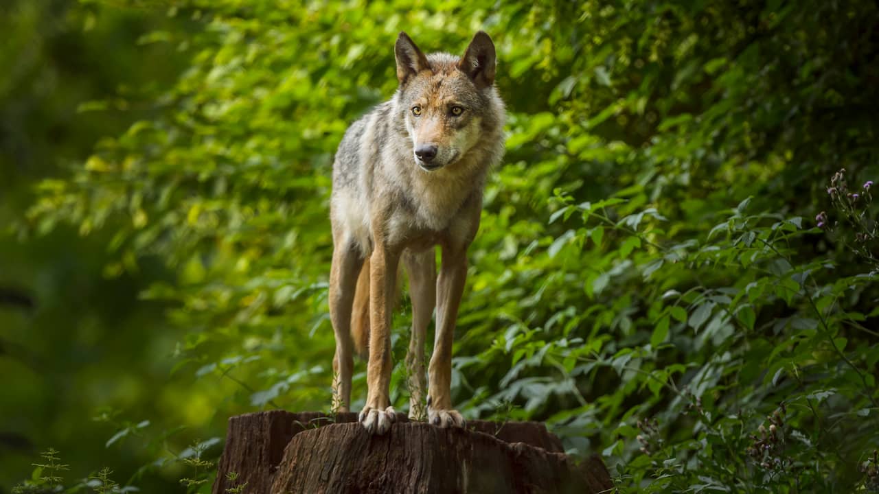 Diese Hirten freuen sich über den Wolf: „Wir stehen nicht über der Natur“ |  Innere