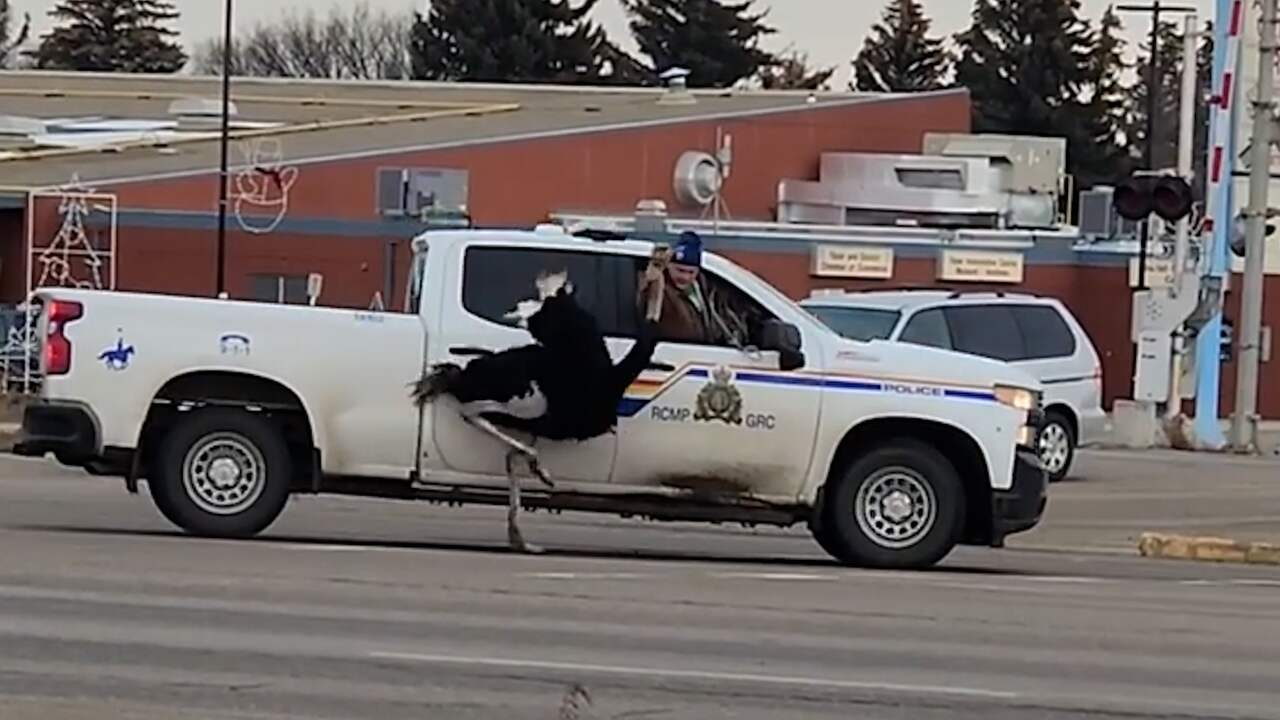 Beeld uit video: Canadese politie jaagt op loslopende struisvogel
