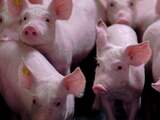 Onderzoekers verwijderen virussen uit DNA van 37 varkens