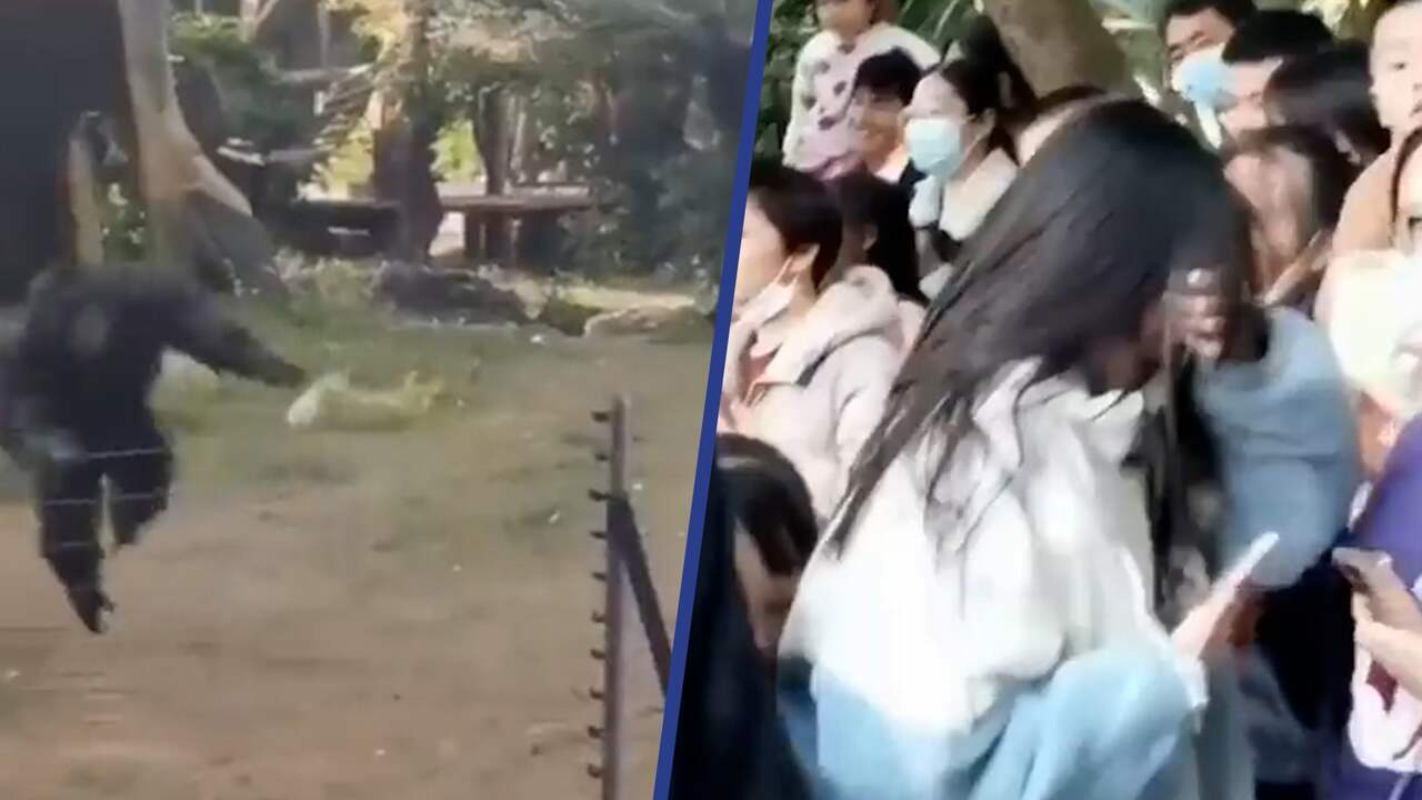 Beeld uit video: Aap gooit flesje en verwondt filmend meisje in China