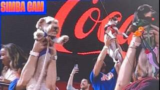 Honden als pasgeboren Simba in de lucht bij honkbalwedstrijd in New York