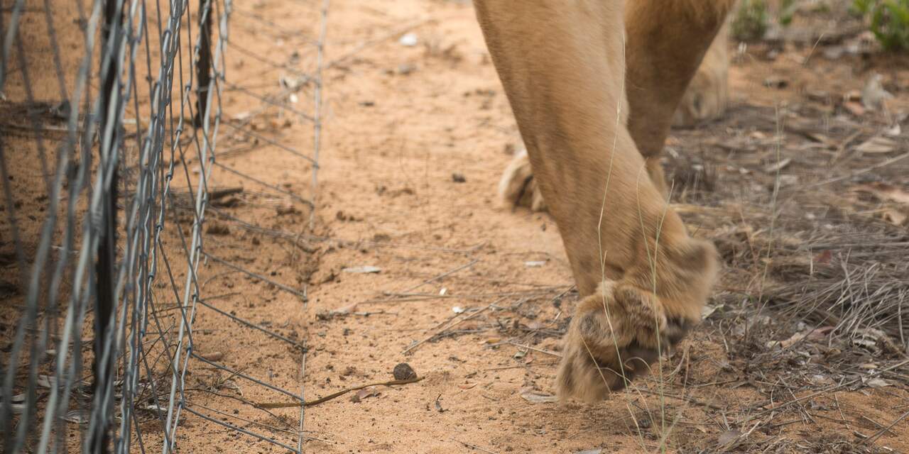 Leeuwen onthoofd op Zuid-Afrikaanse boerderij