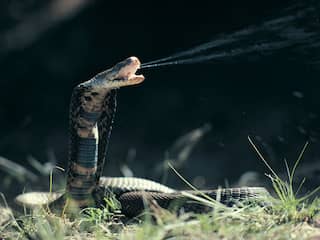 Geneesmiddel ontdekt tegen 'vernietigend' gif van spugende cobra