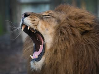 Kritiek op Britse dierentuin waar bezoekers kunnen touwtrekken met leeuw