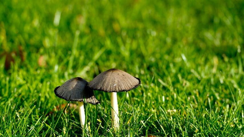 'Veel mensen zijn bang om paddenstoelen te plukken'