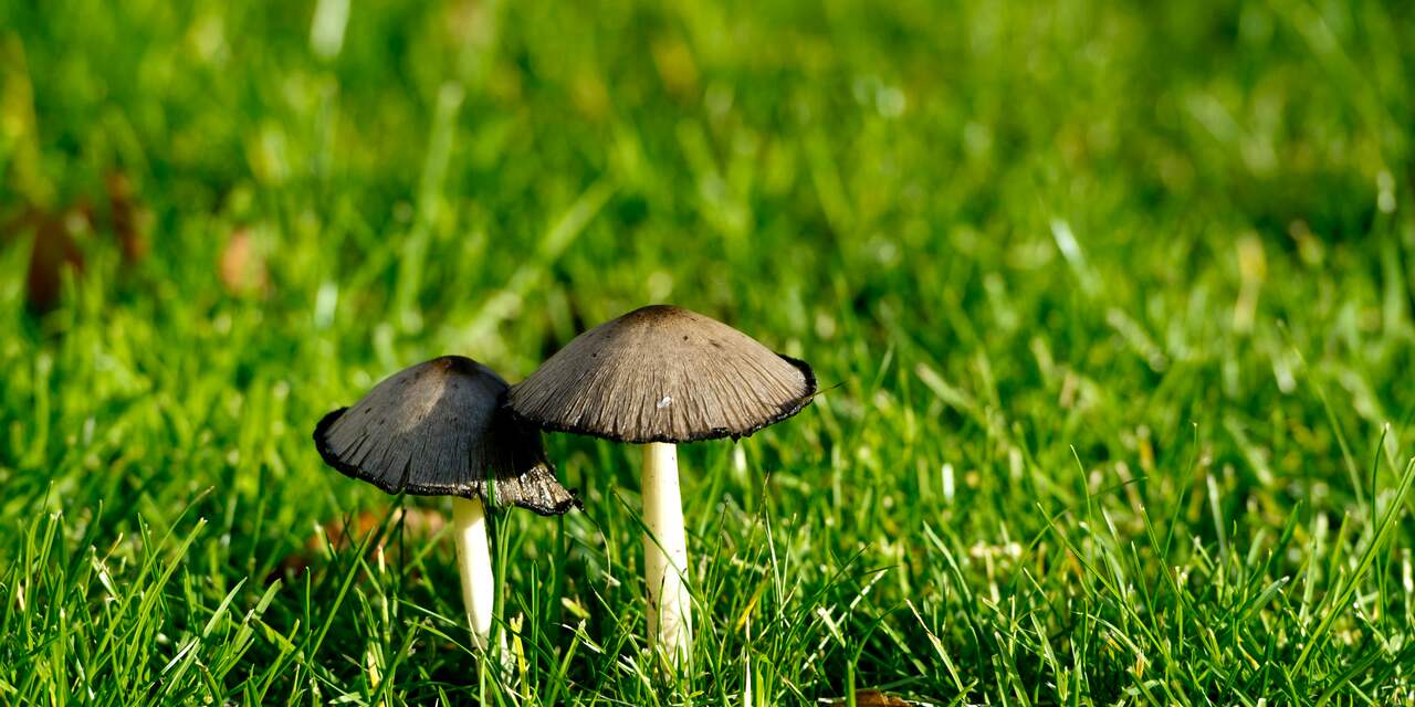 'Veel mensen zijn bang om paddenstoelen te plukken'