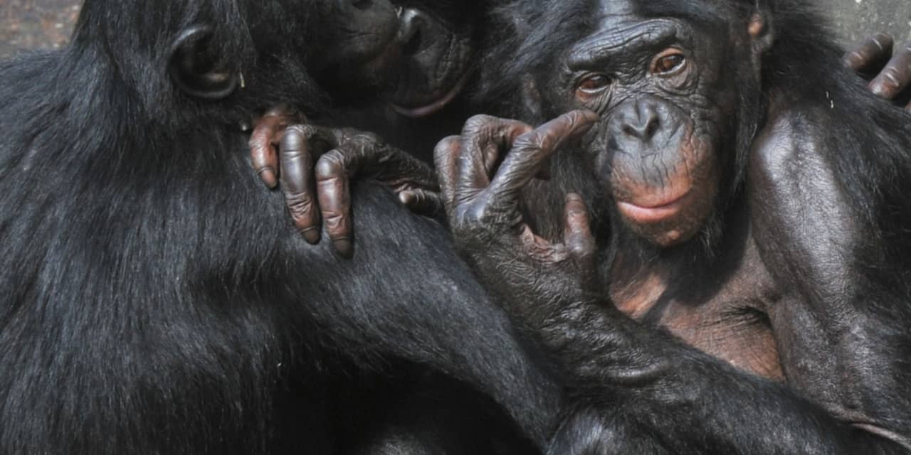 Bonobo's en chimpansees spreken dezelfde taal