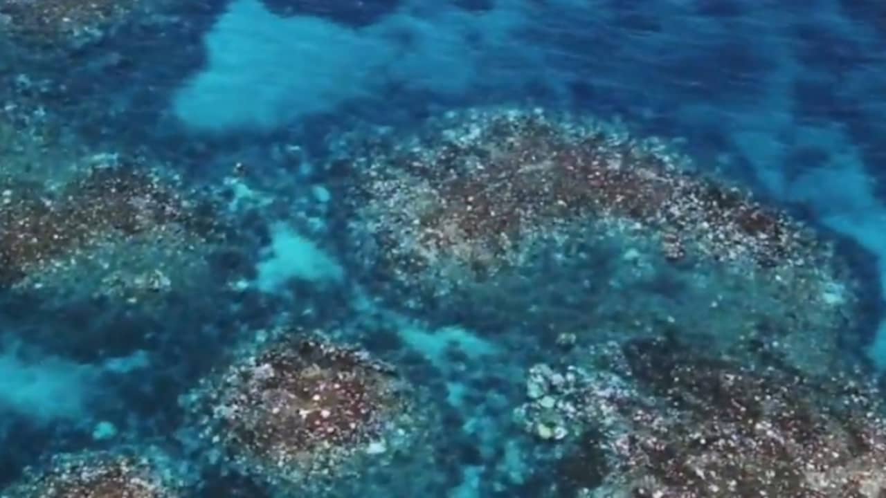 Beeld uit video: Great Barrier Reef aangetast