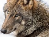 Nieuwe wolvenroedel vestigt zich bij Nederlandse grens 