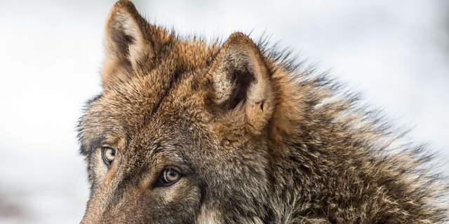 wolf