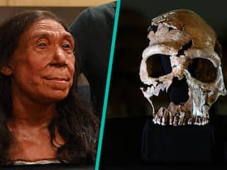 Vrouwelijke Neanderthaler die 75.000 jaar geleden leefde krijgt eindelijk gezicht