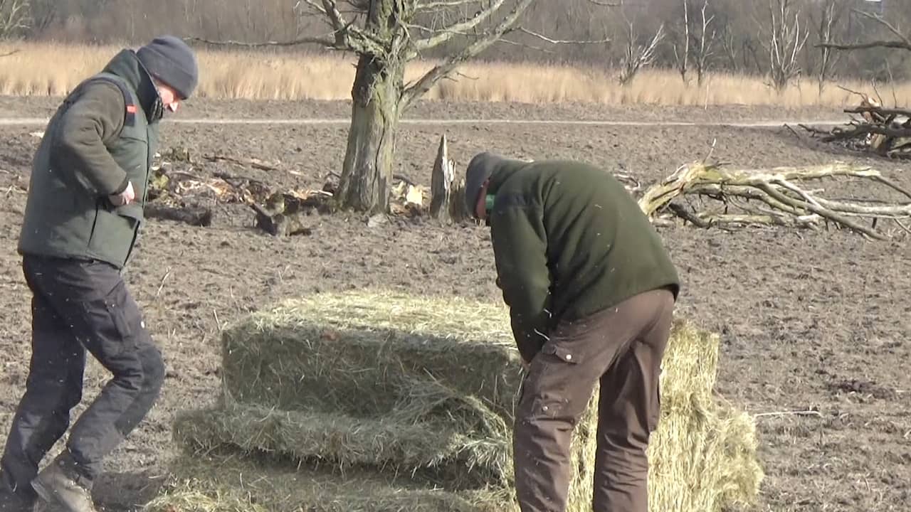 Beeld uit video: Staatsbosbeheer voert dieren Oostvaardersplassen bij