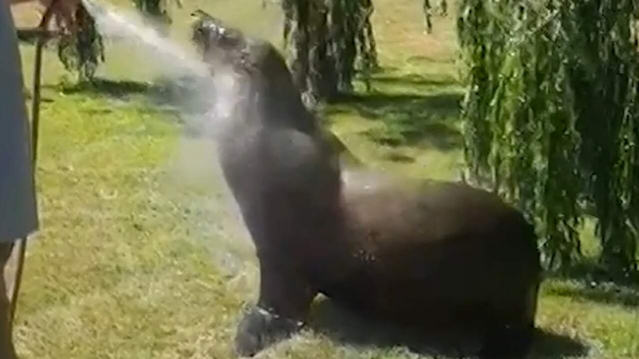 Beeld uit video: Zeeleeuw zoekt op Tasmanië kilometers landinwaarts verkoeling
