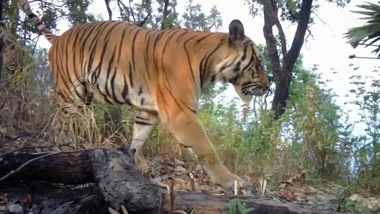 Beeld uit video: Uiterst zeldzame tijgers voor het eerst in vier jaar gespot in Thailand