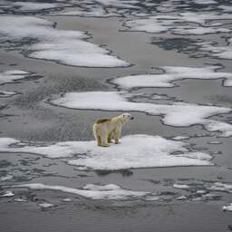 Het is mogelijk al te laat om zomerijs op de Noordpool te redden