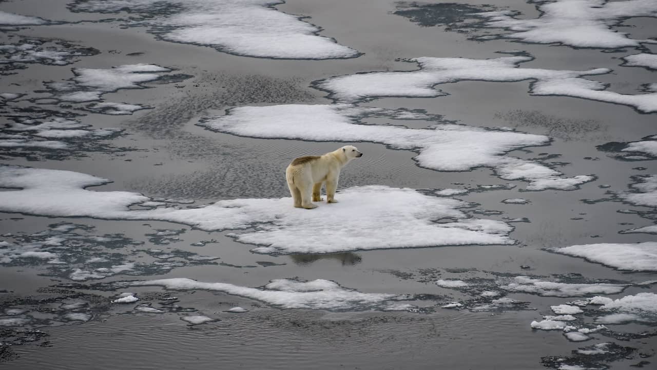 It May Be Too Late To Save Arctic Summer Ice |  climate