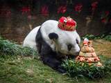 Oudste in gevangenschap levende panda wordt 37 jaar