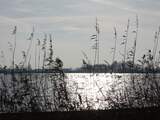 Donderdag 26 november: De Zuid-Hollandse Vogelplas Starrevaart in de Vlietlanden ligt er mooi bij vandaag. 