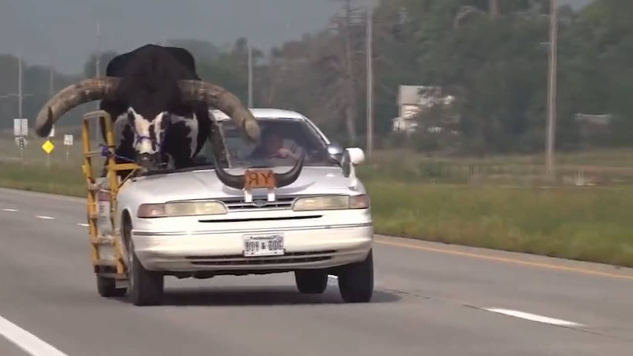 Beeld uit video: Man rijdt met grote stier in auto over Amerikaanse snelweg