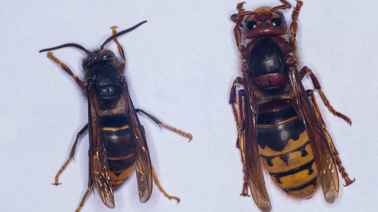 Wespe sticht in kitzler