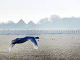 Russische trekvogels brachten vorig jaar vogelgriep mee