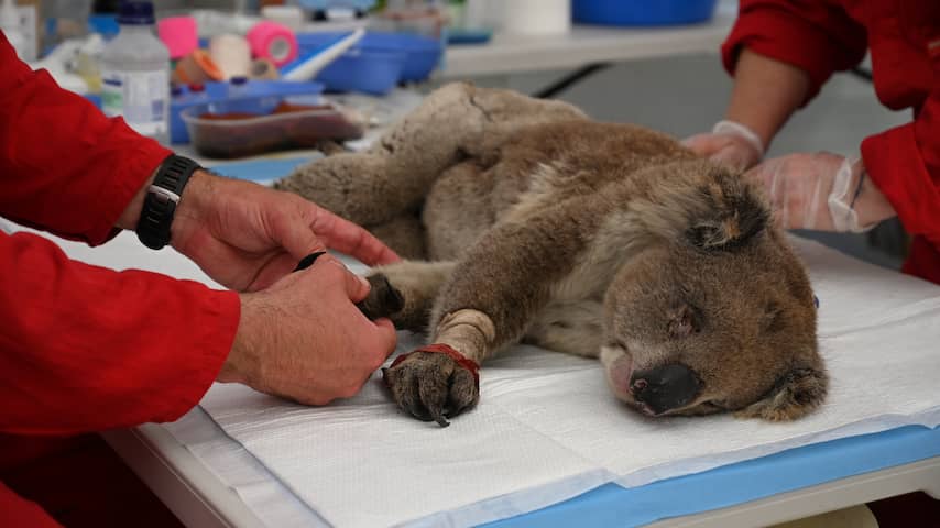 'Meer dan 60.000 koala's getroffen door bosbranden in Australië'
