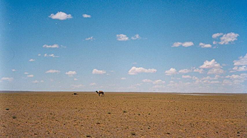 gobi