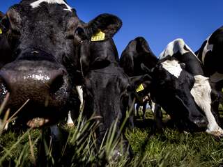 Overstappen op biologische melk kan de stikstofcrisis deels oplossen